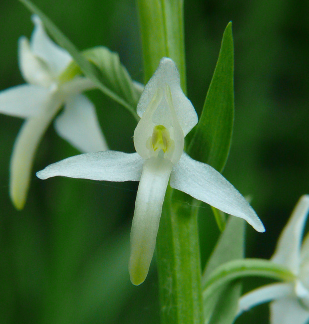 Platanthera chlorantha & Platanthera  bifolia